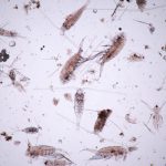 Muestras de Fauna Microscópica