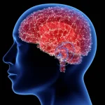 Número de neuronas en el cerebro humano