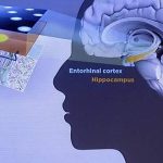 Orientación Cerebral: Identifican Células con GPS Interno
