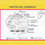 Partes y funciones del cerebelo humano: una guía esencial