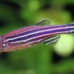 Peces: Clave en el estudio de trastornos mentales