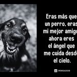 Pérdida de Mascotas: Despedida de un Fiel Compañero