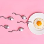 Profundiza en el proceso de la fertilización humana
