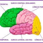Profundizando en las Cisuras del Cerebro