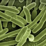 Propiedades del Reino Monera: Un mundo microscópico