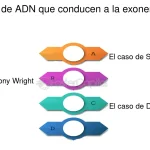 Revelación del Mundo del Alelo: Un Vistazo Profundo