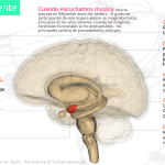 Secretos de la corteza prefrontal desvelados
