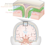Secretos de la duramadre y su relación con el cerebro
