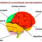 Secretos de la Memoria Episódica: Un Viaje Mental Fascinante