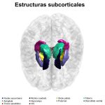 Secretos de las estructuras subcorticales del cerebro humano