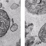 Secretos de las mitocondrias: su poder oculto revelado