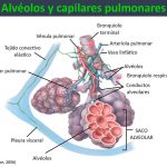 Secretos de los Alvéolos Pulmonares