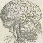 Secretos de los pedúnculos cerebrales revelados