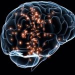 Secretos de los ventrículos cerebrales revelados