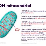 Secretos del ADN Mitocondrial: Conoce su Impacto y Función
