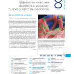 Secretos del retículo endoplasmático liso revelados