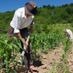Secretos esenciales de la agricultura de subsistencia