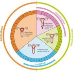 Secretos para Comprender Tu Ciclo Menstrual