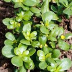 Secretos y beneficios de la verdolaga para tu salud