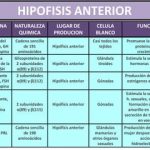 Secretos y funciones clave de la prolactina
