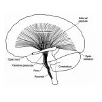 Secretos y funciones de la corona radiata cerebral