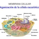 Secretos y funciones vitales de los peroxisomas