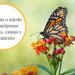 Supera el miedo irracional a las mariposas