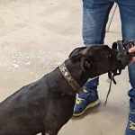 Terapias para superar adicciones con ayuda de mascotas