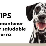 Tiempo con tu perro: clave para una vida feliz y sana