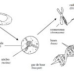 Trastornos y Enfermedades de Origen Genético