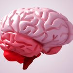 Utilidad de los pliegues en el cerebro