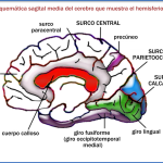 Zonas cerebrales responsables del lenguaje