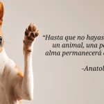 Amor animal: expresiones que reflejan pasión y cariño