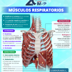 Anatomía de los Musculoss Respiratorios