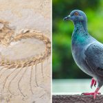 Aves: legado viviente de los dinosaurios