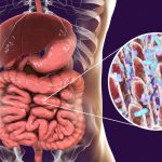 Bacterias que Residen en el Intestino