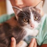 Beneficios de la Terapia con Gatos: Relajación y Bienestar