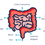 Beneficios y Proceso de la Colonoscopia Explicados