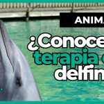 Beneficios y secretos de la terapia con delfines