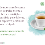 Beneficios y usos del poleo-menta para tu salud