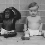 Chimpancé criada como bebé humano: Una historia sorprendente