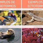 Comparativa entre Animales Ectotermos y Endotermos
