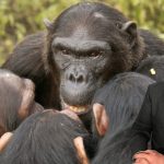 Conflicto entre chimpancés en Gombe: Un análisis detallado