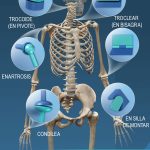 Conoce a fondo las articulaciones diartrodiales