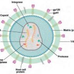 Conoce el enigma del Mycoplasma genitalium: un microorganismo intrigante