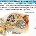 Conoce las funciones del nervio vestibulococlear