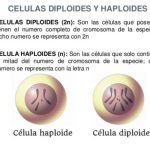 Contraste entre células haploides y diploides