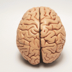 Creación de cerebros conscientes en laboratorio: un avance innovador