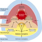 El Mundo Oculto de los Nociceptores: Sensores del Dolor