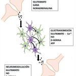 El papel crucial del glutamato como neurotransmisor esencial
